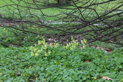 Primula veris - prvosenka jarní - dolní park